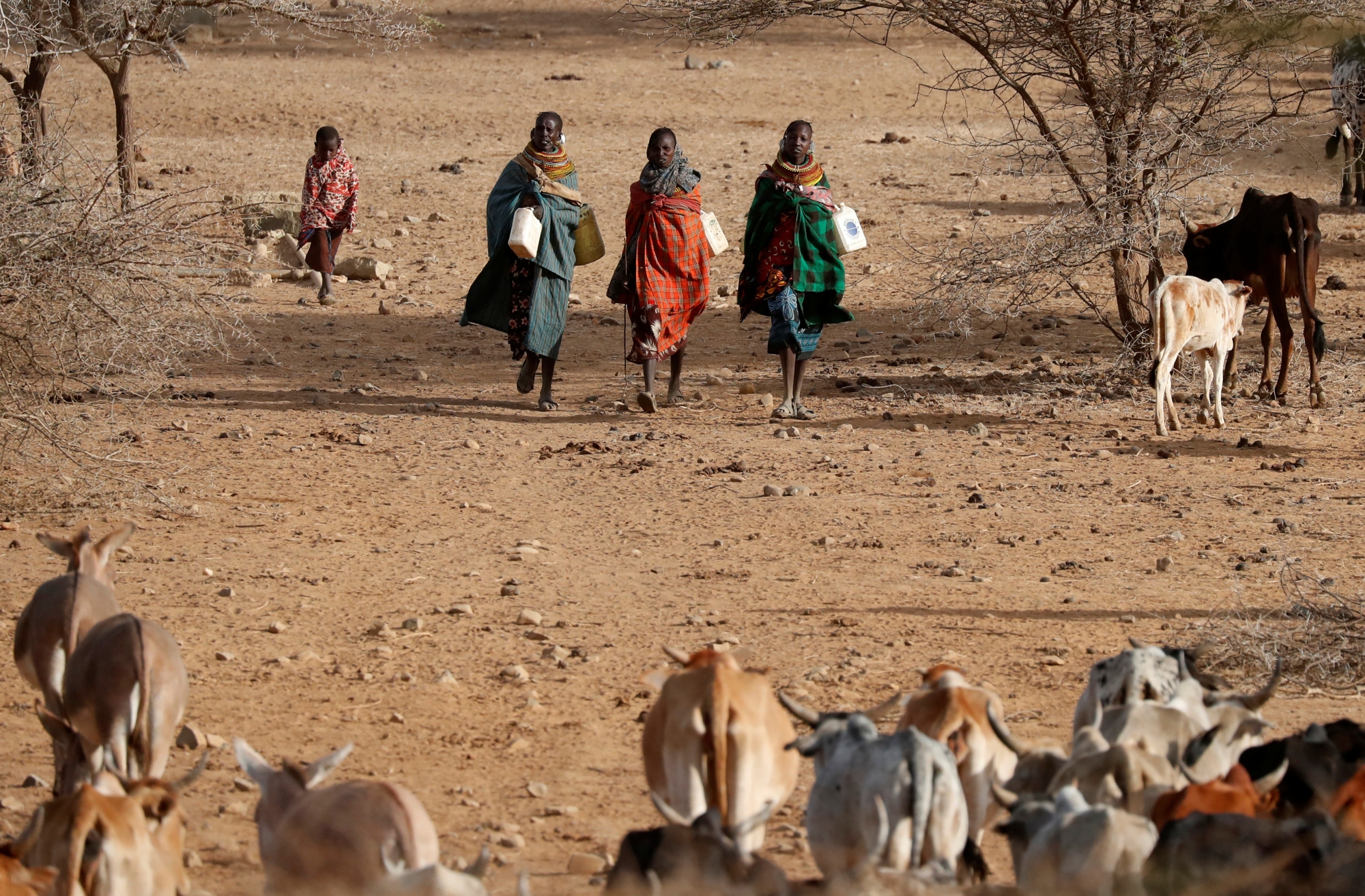 Due to climate change, some farmers around the world have changed the crops they grow or livestock they keep to cope with rising temperatures and erratic weather. | REUTERS