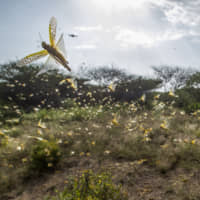 Desert locusts jump up from the ground and fly away as a cameraman walks past, in Nasuulu Conservancy, northern Kenya, Saturday. As locusts by the billions descend on parts of Kenya in the worst outbreak in 70 years, small planes are flying low over affected areas to spray pesticides in what experts call the only effective control. | AP