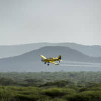 A plane spraying pesticides flies over a swarm of desert locusts in Nasuulu Conservancy, northern Kenya, Saturday. | AP