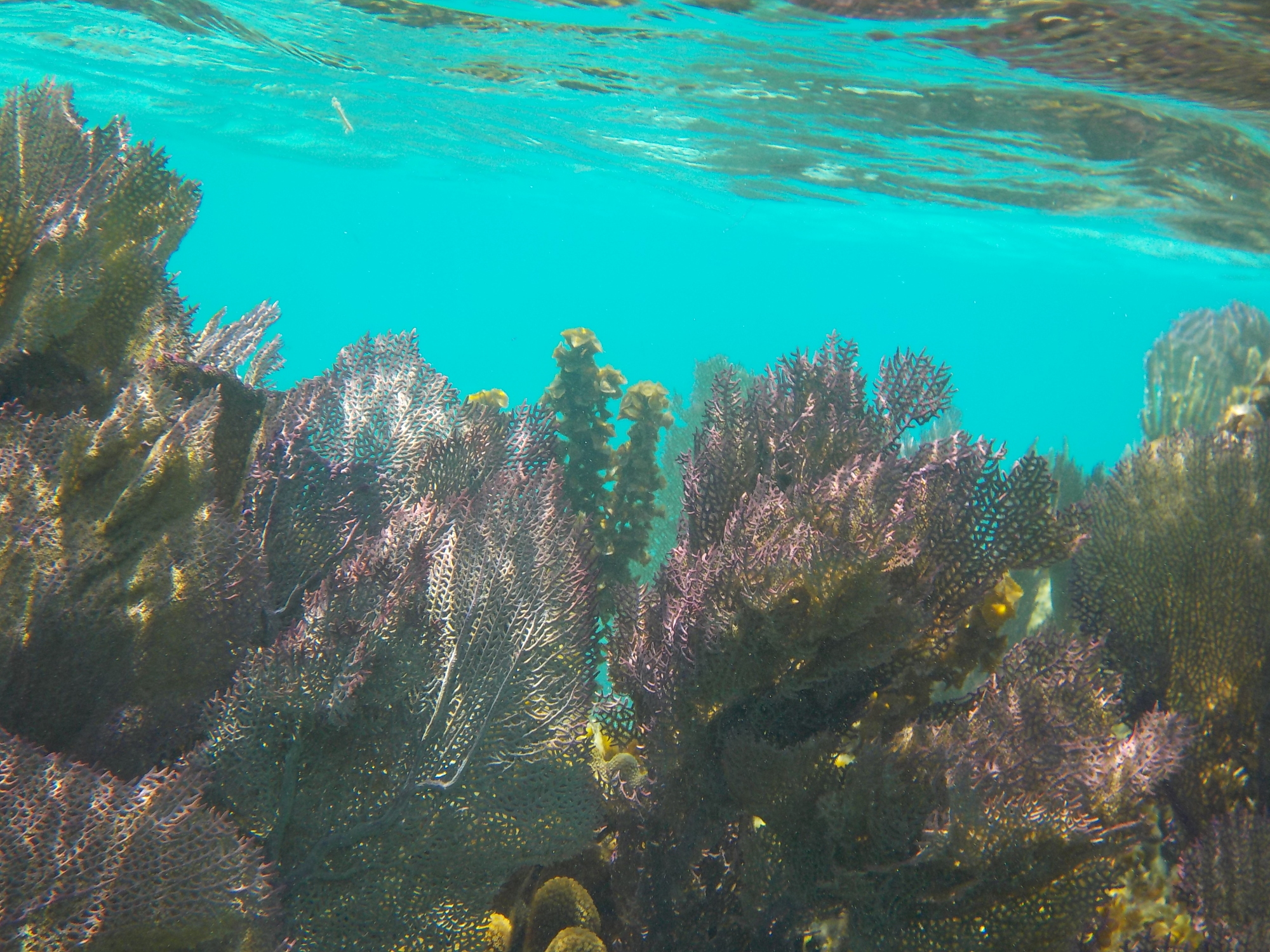 Fan corals on the Belize Barrier Reef | M.GRAY97, VIA WIKIMEDIA COMMONS / CC BY-SA-4.0