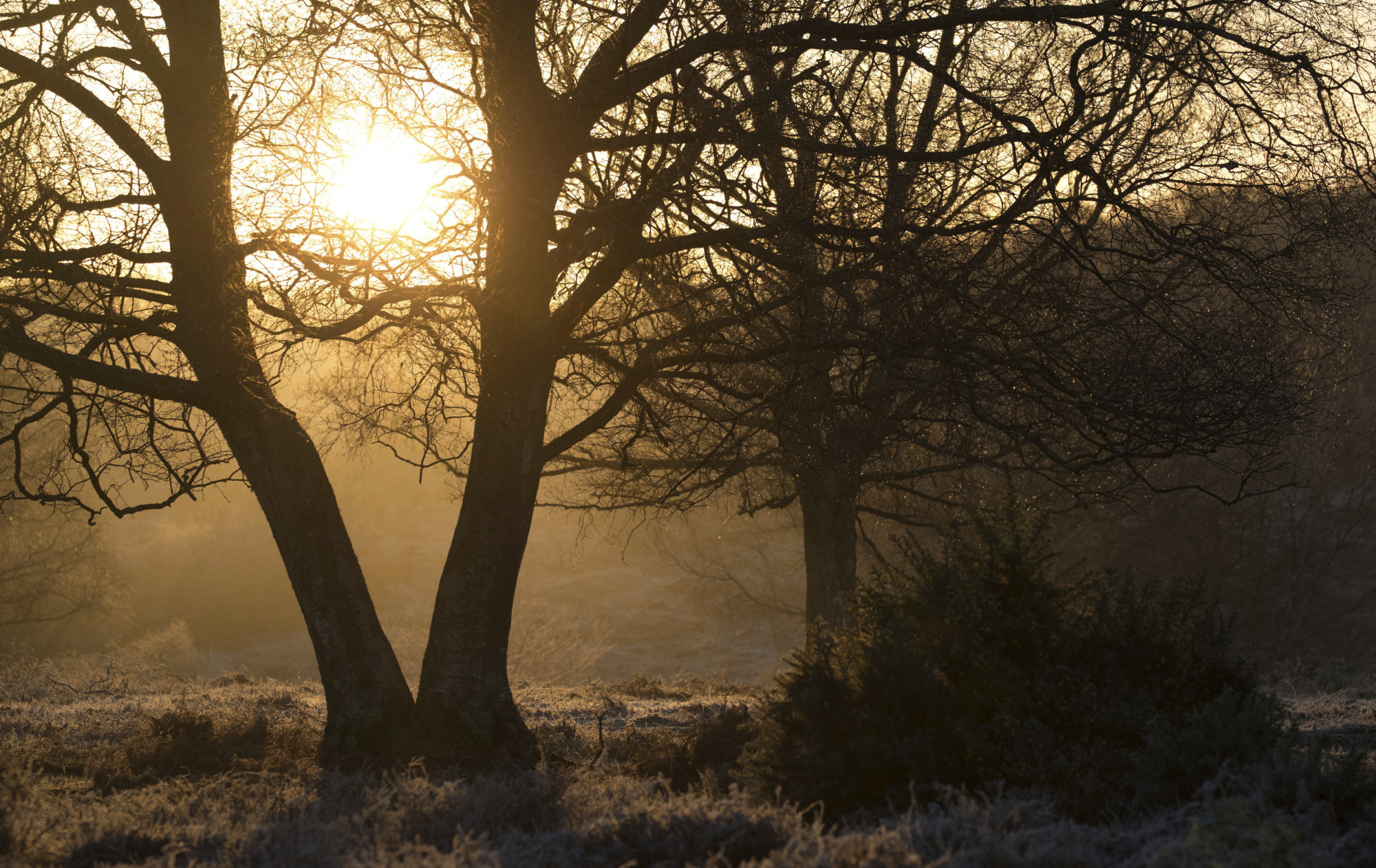 Measures for natural carbon removal such as tree planting have gained traction globally. | AP