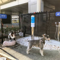 A toilet for dogs at Itami airport | KYODO