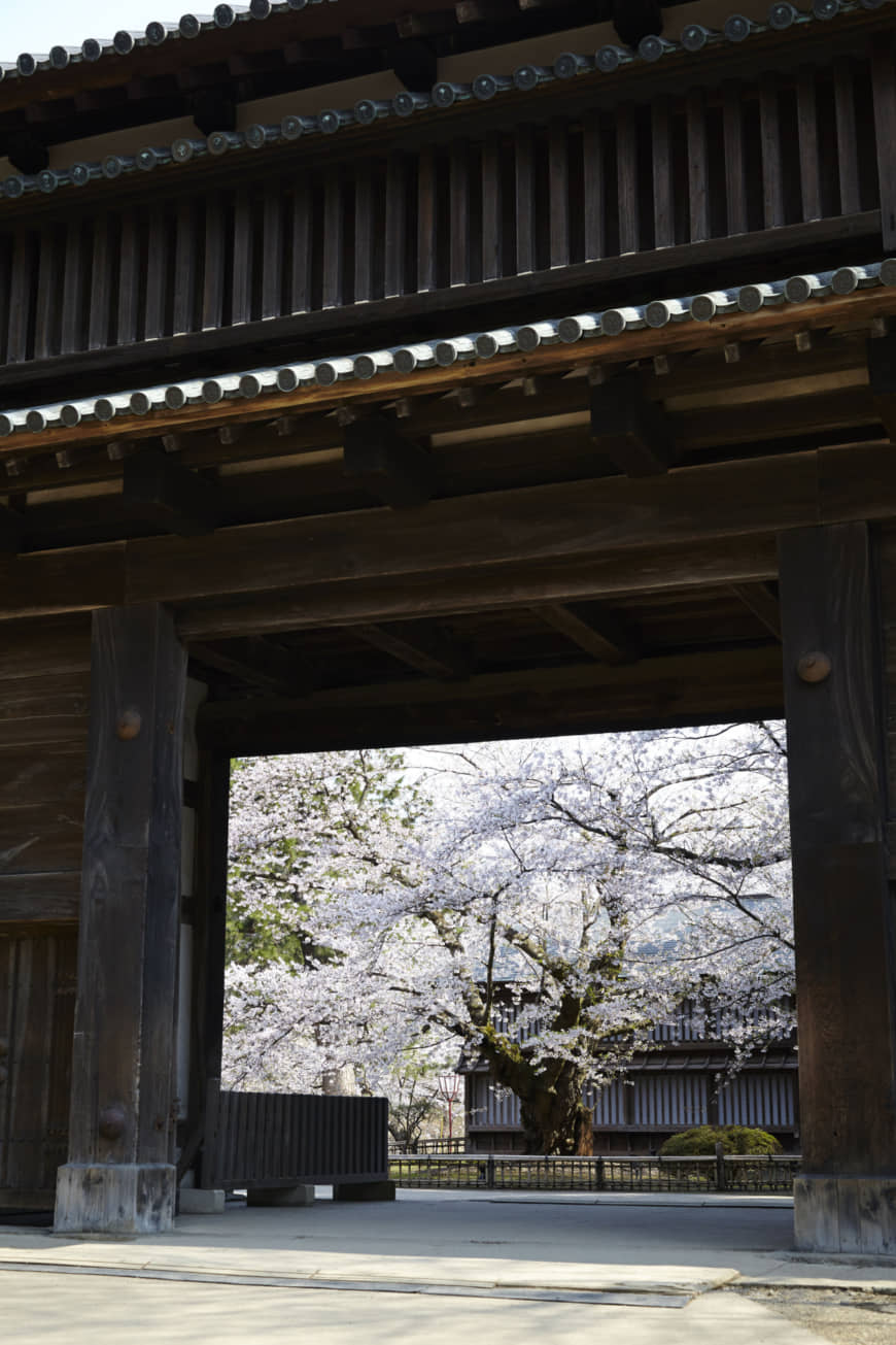 Historic flowers: Located at the center of the city of Hirosaki in the northern prefecture of Aomori, Hirosaki Park is one of Japan's most celebrated spots for viewing cherry blossoms. The extensive grounds surrounding Hirosaki Castle contain about 2,600 cherry trees, primarily of three varieties: Somei-Yoshino, shidare-zakura (known for its 'weeping' foliage) and yae-zakura. Visitors who enter through the inner east gate are greeted by the proudly spreading arms of Japan's oldest Somei-Yoshino tree, planted in 1882. The park boasts about 20 other trees of similar vintage.