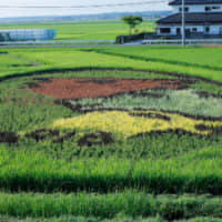 Fielding hopes for recovery: By early summer, the horse design of rice plants for the 2018 Soma Tambo Art Project is visible in a field in Soma, Fukushima Prefecture. | COURTESY OF THE SOMA TAMBO ART PROJECT