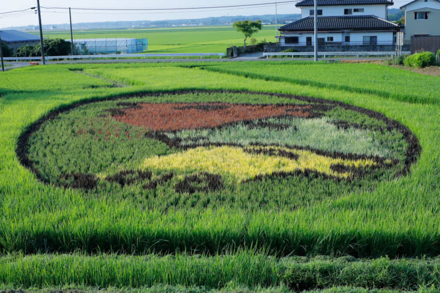 Fielding hopes for recovery: By early summer, the horse design of rice plants for the 2018 Soma Tambo Art Project is visible in a field in Soma, Fukushima Prefecture. | COURTESY OF THE SOMA TAMBO ART PROJECT
