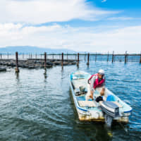 Pearl farmer Sueharu Hane checks cages on Lake Biwa in Shiga Prefecture. | PHILIPPE VOISIN