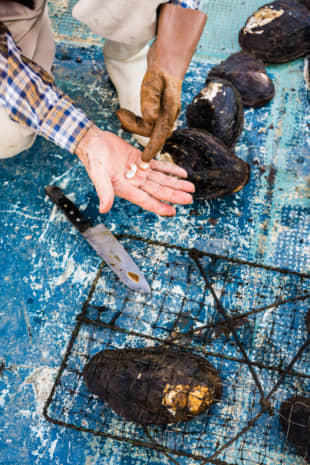 By implanting soft tissue into mollusks, Lake Biwa farmers can produce as many as 20 pearls in one shell. | PHILIPPE VOISIN