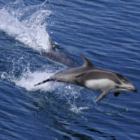 Visitors to the city of Mutsu, Aomori Prefecture, can enjoy dolphin-watching excursions held from May to June during which Pacific white-sided dolphins visit Mutsu Bay. | CITY OF MUTSU