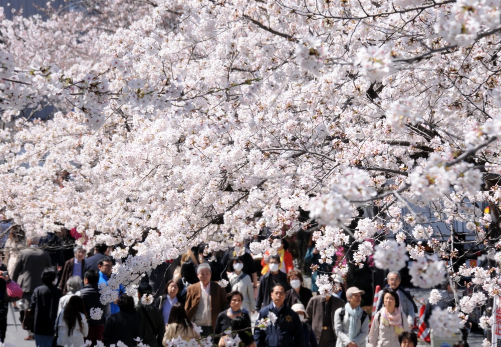 Cherry blossom online festival 2020