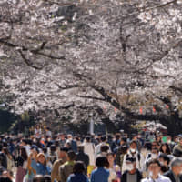 Crowds take in the the cherry blossoms at Ueno Park on Saturday. Signs and barriers in the park are discouraging visitors from holding <em>sakura</em>-viewing parties. | YOSHIAKI MIURA