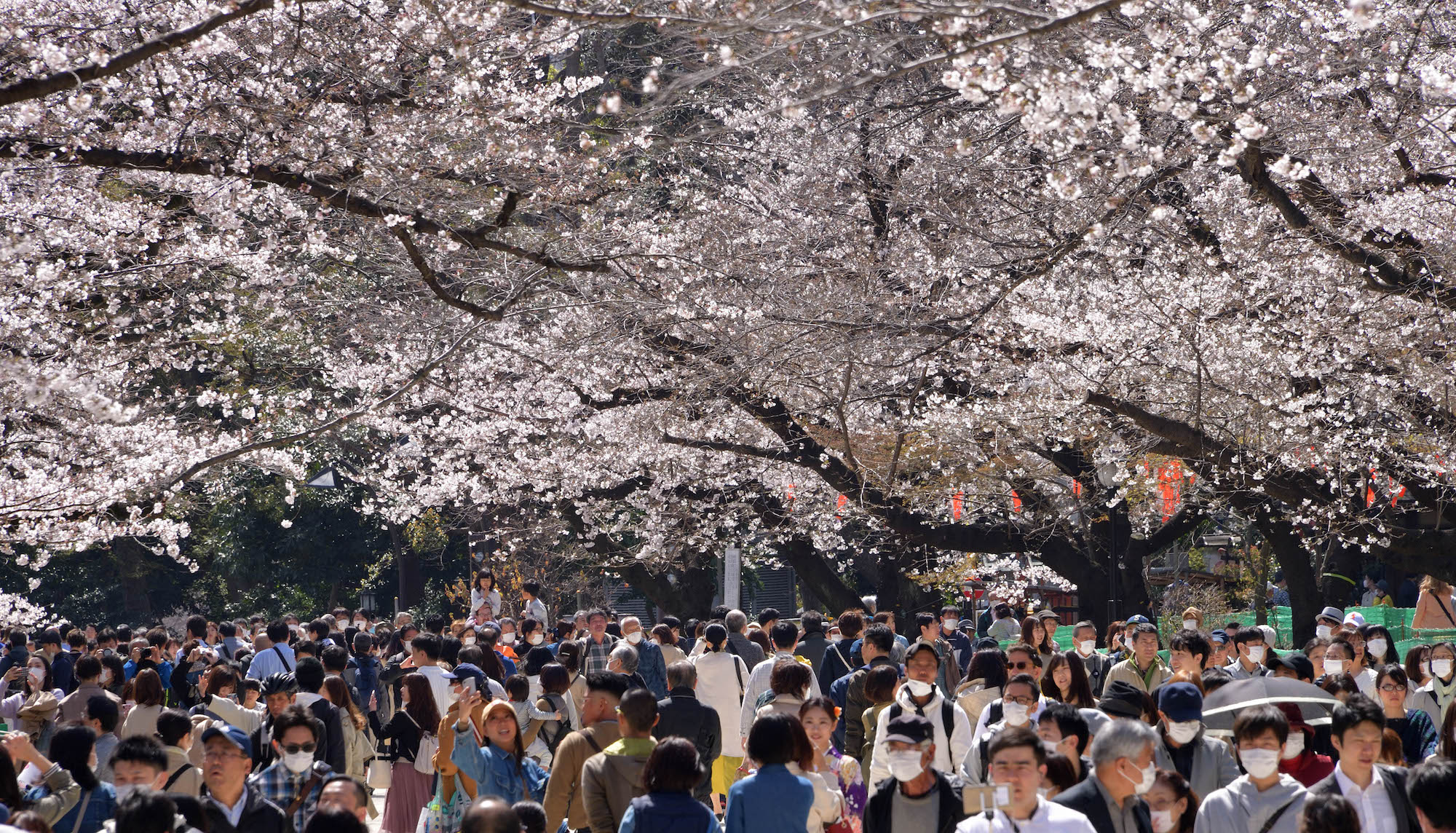 Crowds take in the the cherry blossoms at Ueno Park on Saturday. Signs and barriers in the park are discouraging visitors from holding <em>sakura</em>-viewing parties. | YOSHIAKI MIURA