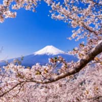 Peak Japan: Mount Fuji is seen through cherry blossom branches. A group is aiming to institute a climbing fee for the landmark as of 2022. | GETTY IMAGES
