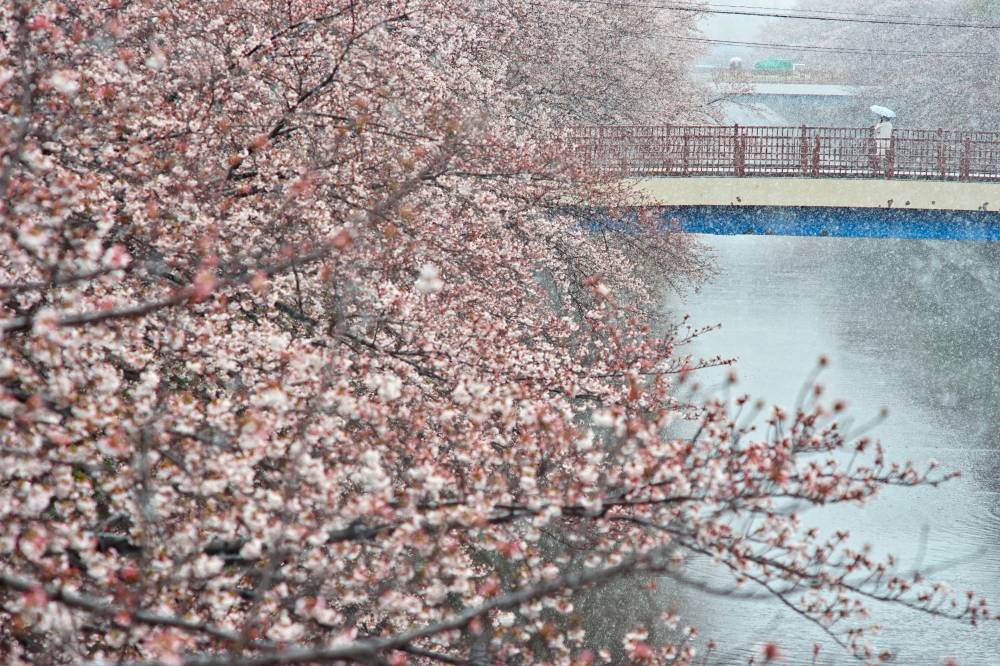 A rare sight as snow falls on cherry blossoms lining Meguro River in Tokyo on Sunday. Every year, this area attracts hoards of people looking to catch a glimpse of the sakura in full bloom, but this year only a small number of outgoing residents braved the short-lived but harsh weather. | RYUSEI TAKAHASHI
