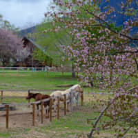 Nature\'s balm: The Afan Woodland Trust\'s horses enjoy the spring weather under cherry blossom in their paddock in Nagano Prefecture. | C.W. NICOL AFAN WOODLAND TRUST