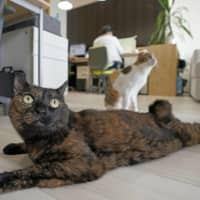 A recent survey shows pet owners in Japan annually spend an average of about ¥300,000 for a dog, and an average of ¥160,000 for a cat. | KYODO