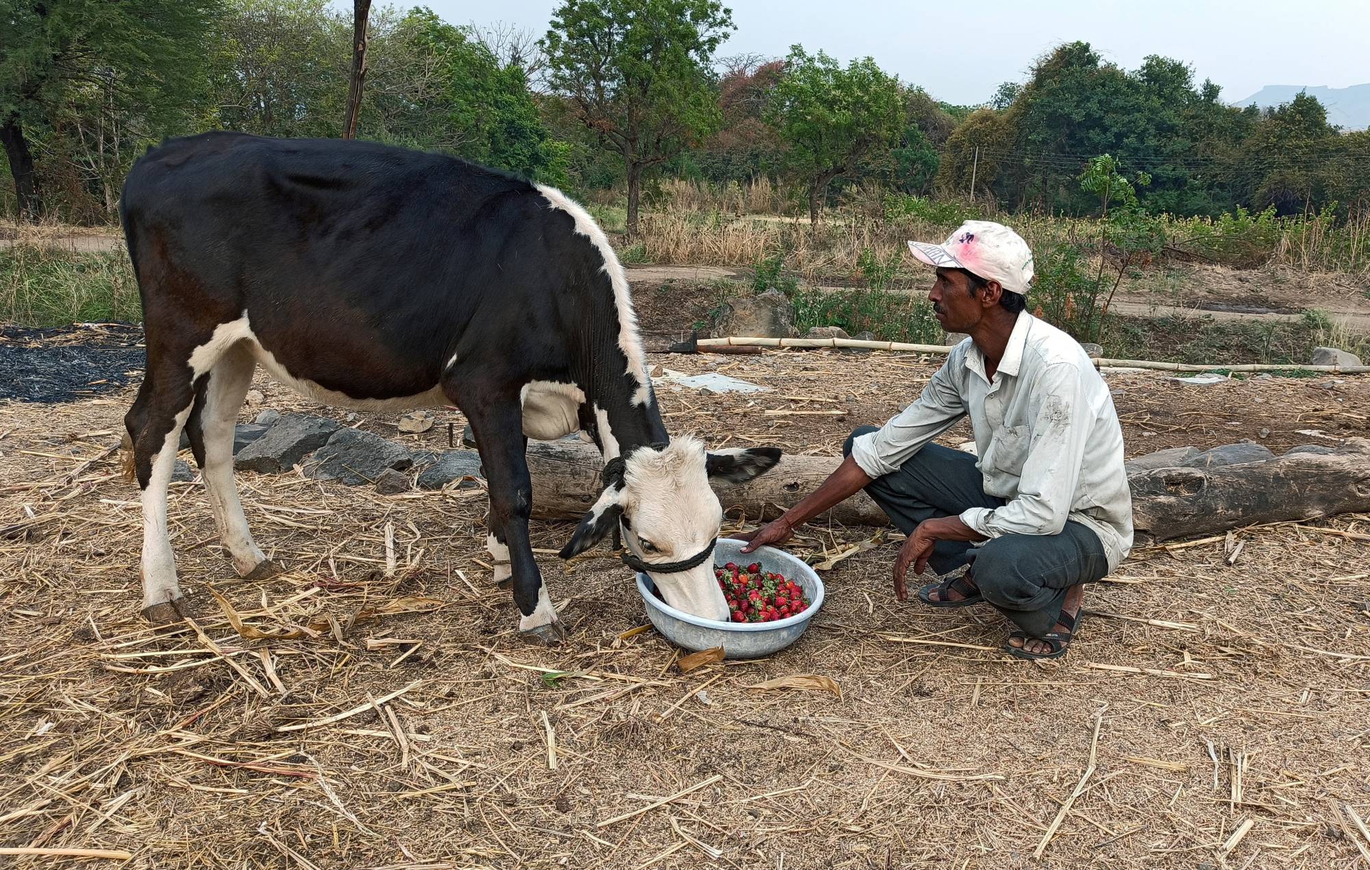 Farmer Anil Salunkhe feeds strawberries to his cow during India's 21-day nationwide lockdown in Darewadi village, in the Satara district of the western state of Maharashtra, on Wednesday.  | REUTERS