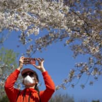 A woman takes a photo at Yuyuantan Park in Beijing on Friday. | AP