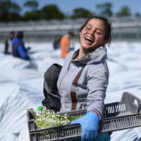 A seasonal worker laughs as she takes part in a harvest of Lily of the Valley in Saint Philbert-de-Grand-Lieu, near Nantes, on April 14, 2020, on the twenty-ninth day of a lockdown in France aimed at curbing the spread of the COVID-19 disease. | AFP-JIJI