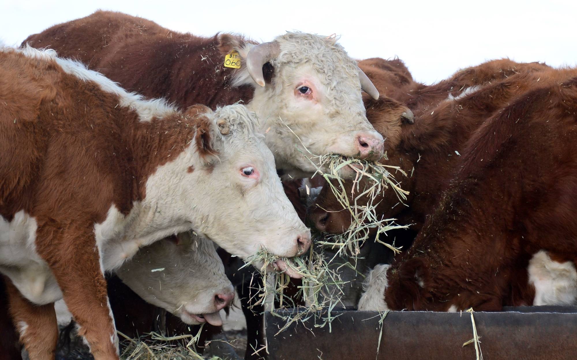 Beef cattle feed on hay in California. Several large American slaughterhouses have closed due to the coronavirus pandemic, raising the possibility of a meat shortage. | AFP-JIJI