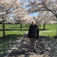 Enjoying the fabled blossoms from Japan in London’s Battersea Park. | DAVID HOWELL