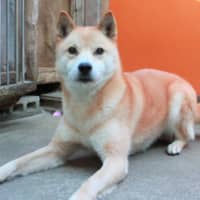 Ready to run: Valiant is a shy dog looking for that special person to bring out his fun-loving side.  | AYAKO HIRAKATA