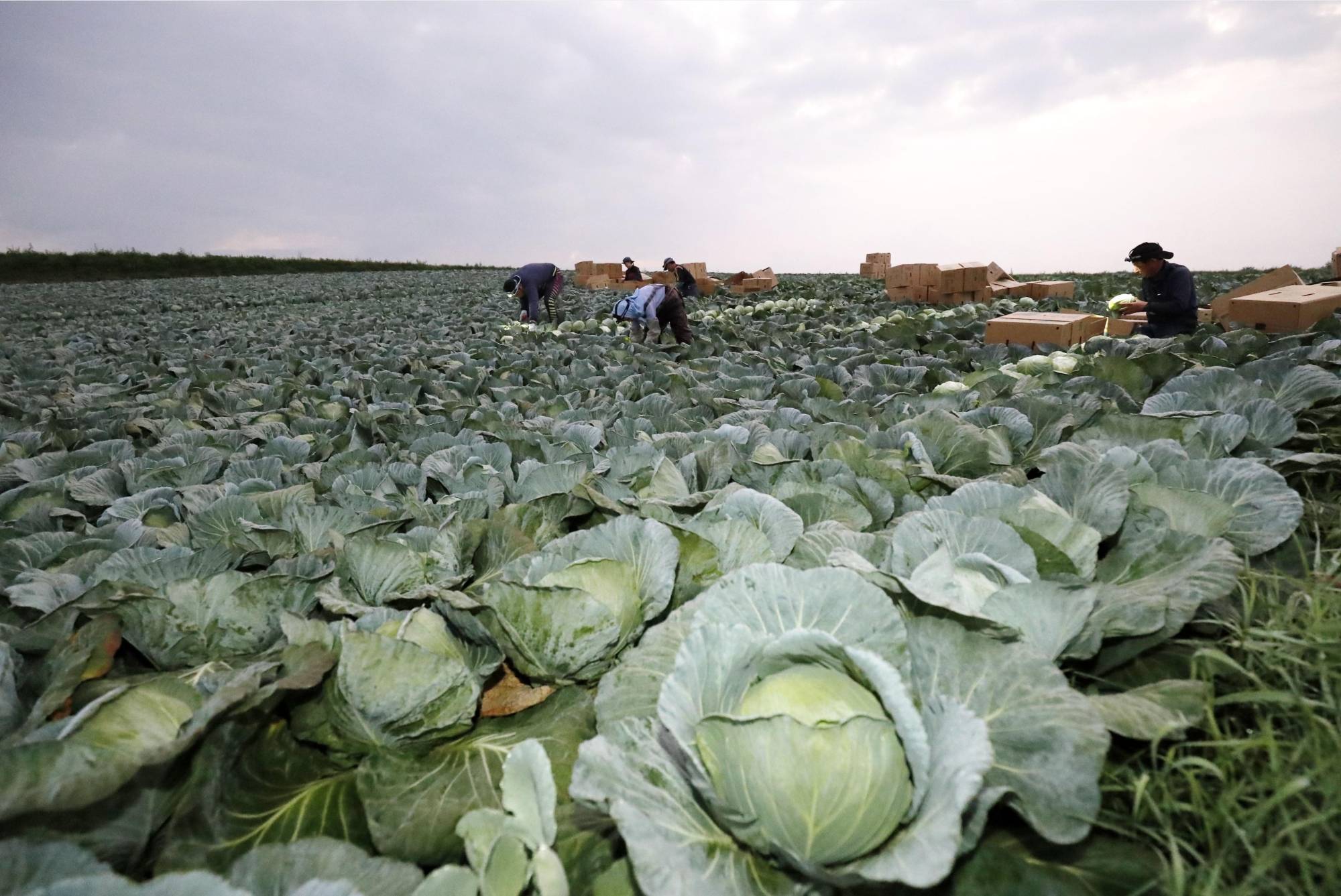 Farmers work in a cabbage field in the village of Tsumagoi, Gunma Prefecture. The COVID-19 pandemic has disrupted the inbound flow of foreign trainees, causing labor shortages in Japan's agricultural sector. | KYODO