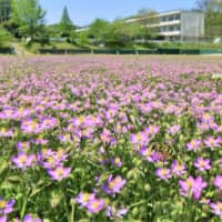 The ground of Yoshima Junior High School in Iwaki, Fukushima Prefecture, is covered with pink flowers on Tuesday, as the school has been closed under a nationwide state of emergency.  | KYODO