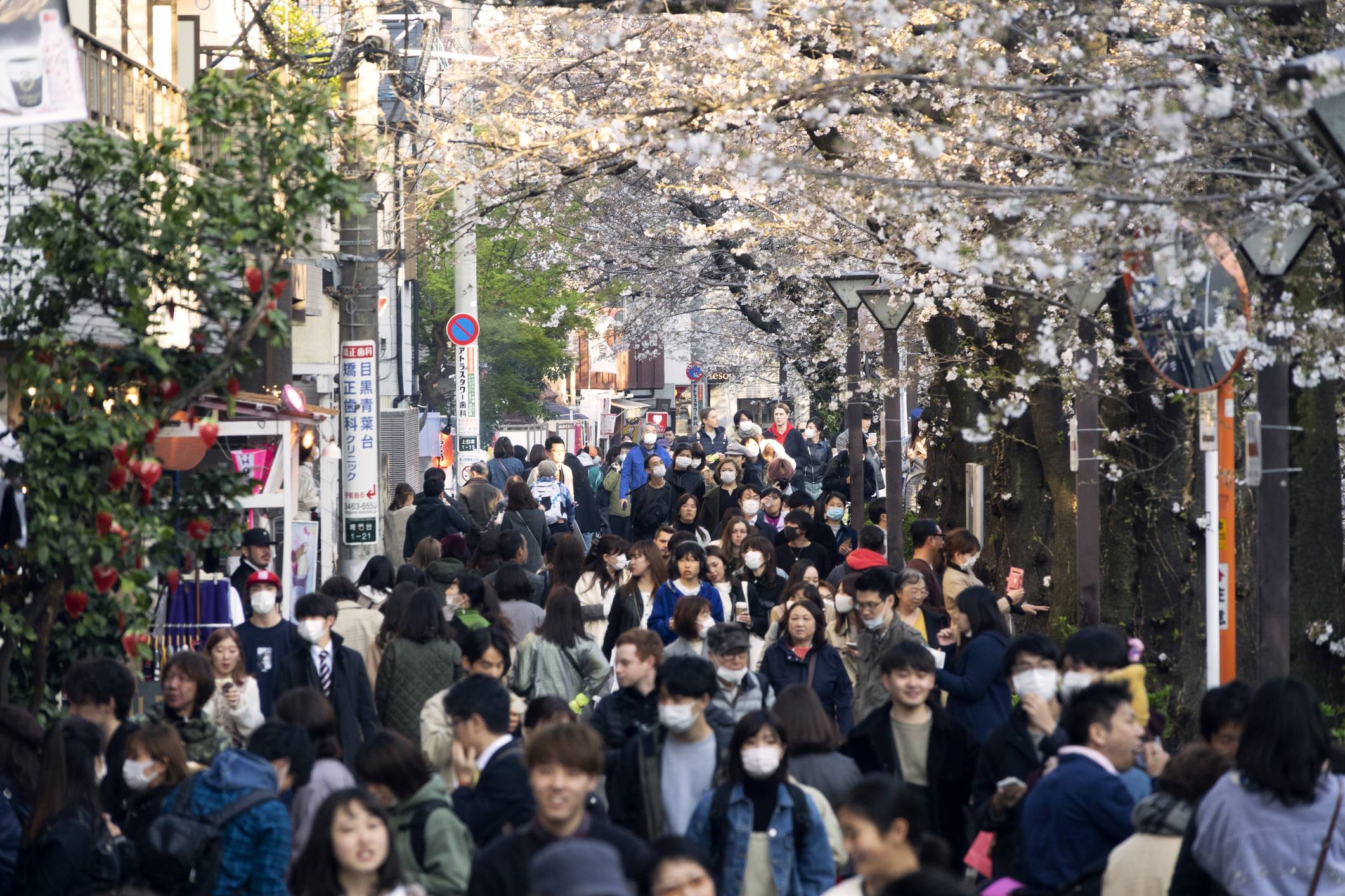 Shamed online: People visiting popular cherry blossom viewing sites in Tokyo such as Meguro River were criticized on social media for not showing self-restraint. | GETTY IMAGES