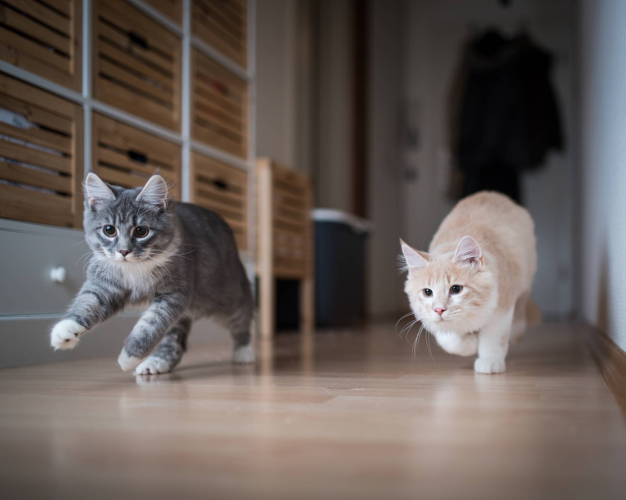 Coronavirus transmissible between domestic cats Japan U.S. study