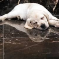 The U.K. hopes to develop a new weapon in the global war against the coronavirus pandemic: COVID-19 sniffer dogs. | AP