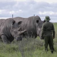 A ranger observes the last remaining two northern white rhinos at the Ol Pejeta conservancy in Kenya. The COVID-19 pandemic has brought a new alertness to anti-poaching patrols in Africa, and a new fear: With no tourist revenue coming in, protecting endangered wildlife has become that much more challenging. | AP