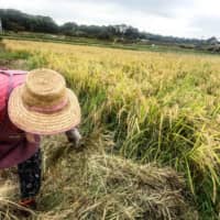 Country community: At this farm in Kanagawa Prefecture, people commute from the city on weekends and bank holidays to work with local, often elderly, farmers to grow rice, fruits and vegetables. | MOMOKO NAKAMURA

