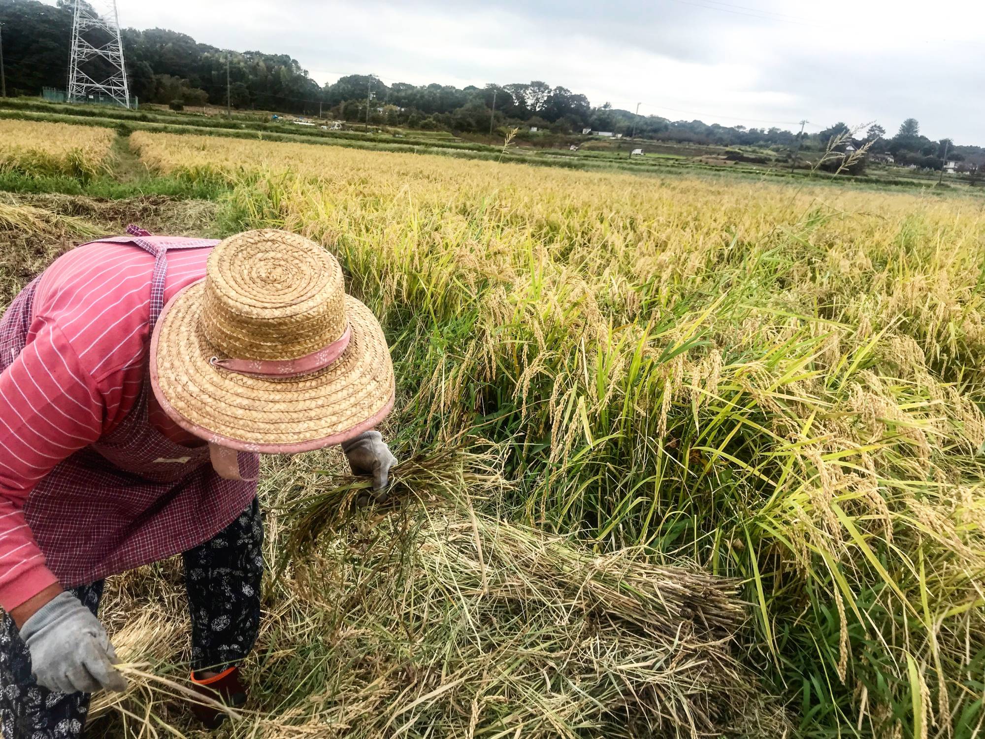 Country community: At this farm in Kanagawa Prefecture, people commute from the city on weekends and bank holidays to work with local, often elderly, farmers to grow rice, fruits and vegetables. | MOMOKO NAKAMURA