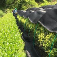 Delicate: Hakuyōcha, or shaded white-leaf tea, is grown under canopies to shield plants from the sun, thus concentrating the umami essence in the leaves.