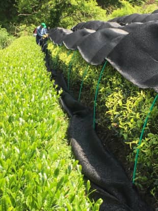 Delicate: Hakuyōcha, or shaded white-leaf tea, is grown under canopies to shield plants from the sun, thus concentrating the umami essence in the leaves. | 