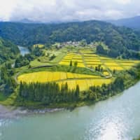 Hometown: The hamlet of Kotaki embodies an idyllic rural scene known as satoyama. The golden rice paddies are ready for harvest.