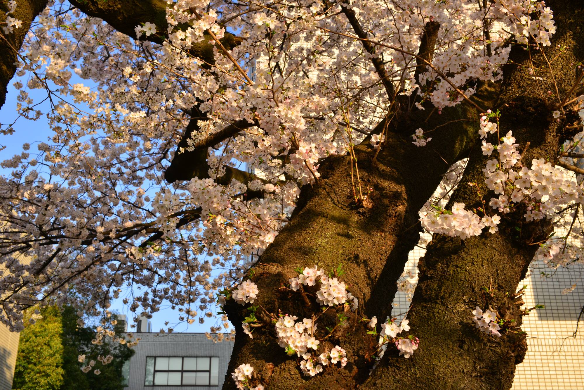 A cherry tree blooms at the University of Tokyo. Starting the academic year in April is a source of many problems for Japanese higher education. | GETTY IMAGES
