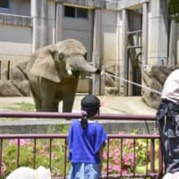 Mao the elephant is fed with fruit after walking back and forth between both ends of the enclosure to get her to lose weight before being artificially inseminated. | KYODO
