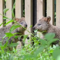 Quokkas, marsupials from the same family as the kangaroo, are shown to the press at Saitama Children\'s Zoo in Higashimatsuyama, Saitama Prefecture, on Monday. | KYODO