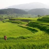 Satoyama summer: Terraced rice paddies glisten green in the midsummer sun. Even in the sweltering heat, it’s a joy to walk between them. | MAYUMI IMAMORI

