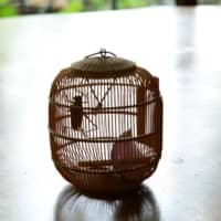 Musical insect: The singing of the long-horned grasshopper is a pleasing sound that evokes summer. Kept in a cage and fed on onion scraps, the insect can chirp away for a whole month. | MITSUHIKO IMAMORI
