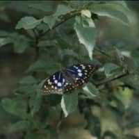 The rare Japanese emperor butterfly | MITSUHIKO IMAMORI