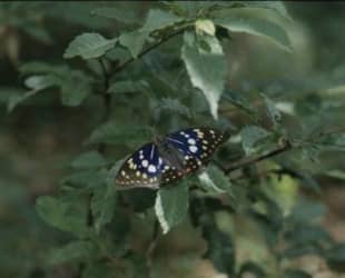 The rare Japanese emperor butterfly | MITSUHIKO IMAMORI