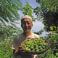 Summer bounty: Photographer Mitsuhiko Imamori with his harvest of ume (Japanese plum). | MAYUMI IMAMORI
