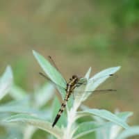 Health meter: Dragonflies, like this shiokara-tonbo, flourish in chemical-free farms. | MITSUHIKO IMAMORI
