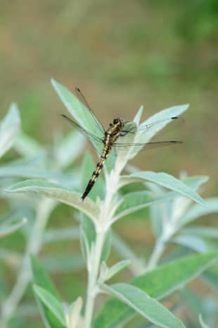 Health meter: Dragonflies, like this shiokara-tonbo, flourish in chemical-free farms. | MITSUHIKO IMAMORI