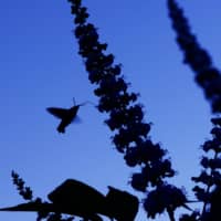 Evening drink: As the light begins to fade, a hummingbird hawk-moth uses its long proboscis to drink nectar from flowers. | MITSUHIKO IMAMORI