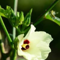 Summer blooms: Okra produces a particularly lovely white flower. | MITSUHIKO IMAMORI