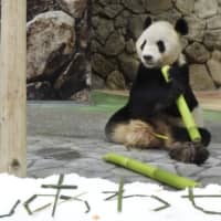 Eimei, a giant panda at Adventure World in Wakayama Prefecture, eats young bamboo as the zoo celebrated the annual Star Festival on Tuesday. | KYODO