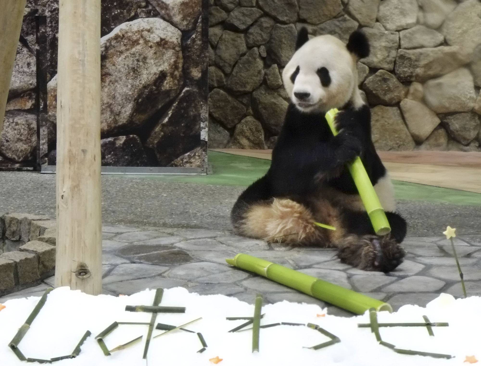 Wakayama theme park gives panda couple bamboo for Star Festival ...